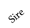 Text Box: Sire